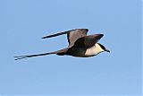 Long-tailed Jaegerborder=